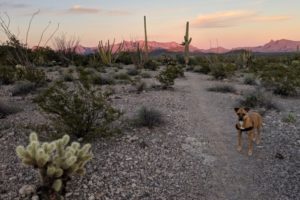 Bugsy on the campground perimeter trail in organ pipe
