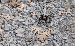 tarantula in Salt Lake City