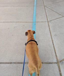 Bugsy walking the Presidio historic walk in Tucson