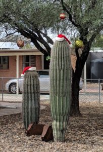 Christmas cacti