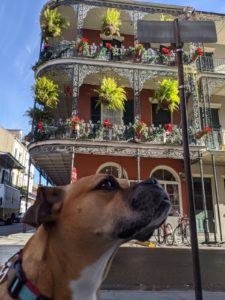 Bugsy in the French Quarter