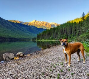 Bugsy at Stanton Lake, Flathead National Forest