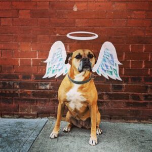 bugsy with angel wings in Fargo