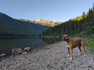 Bugsy at Stanton Lake in Flathead National Forest
