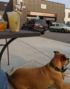 Bugsy and cocktails at Wildrye Distilling