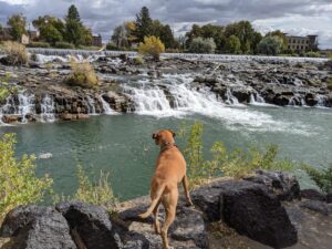 Bugsy at the falls in Idaho Falls, ID