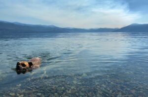 bugsy swimming in lake pend oreille