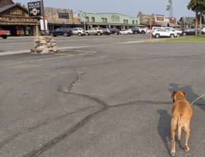 Bugsy shopping in West Yellowstone
