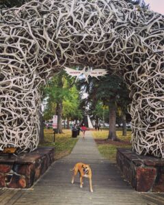 Bugsy and the antler arch in downtown Jackson