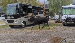 a moose in the campground!