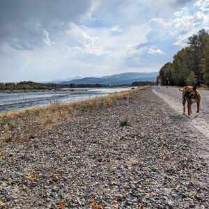 Bugsy strolling the Snake River Dike