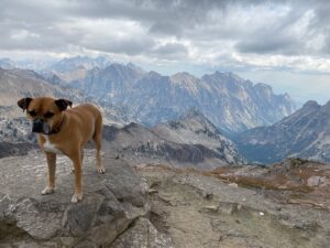Bugsy on top of Table Mountain in the Tetons