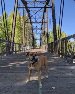 Bugsy on a bridge on the Wood River Trail