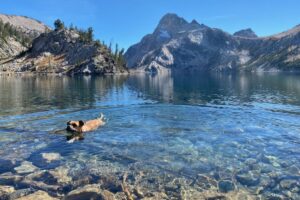 Bugsy swimming in Sawtooth Lake