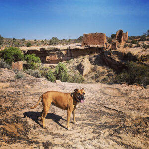 Bugsy hiking at Hovenweep