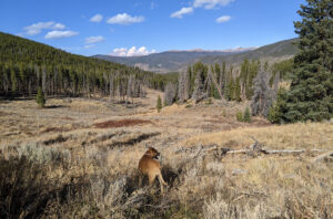 Colorado trail in Breckenridge