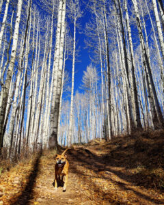 Bugsy hiking in the aspens