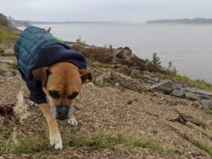 Bugsy sniffing around the bank of the Mississippi