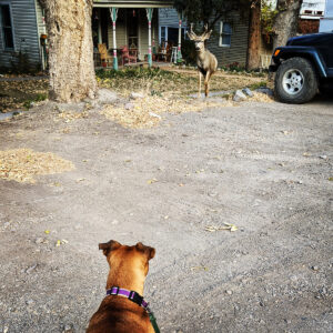 Bugsy vs an elk in Ouray