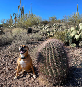 Bugsy and a cactus in Arizona