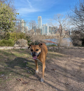 Bugsy in Zilker Park overlooking downtown Austin