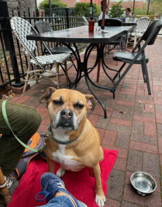 Bugsy on the patio at Mosaic in Ocean Springs