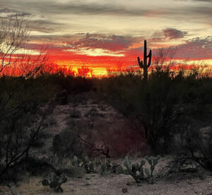 sunset saguaro