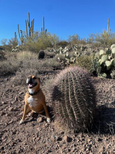 Bugsy and a cactus while hiking in Sweetwater Preserve