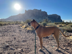 Bugsy in front of the cliffs at Lost Dutchman