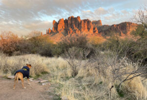 Bugsy at our campsite at Lost Dutchman at sunset
