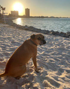 Bugsy on pensacola beach at sunset