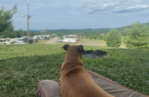 Bugsy relaxing at the campsite