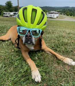 Bugsy in a bike helmet and glasses