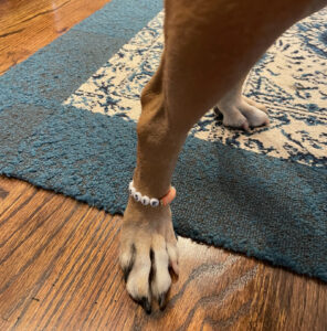 Bugsy's anklet