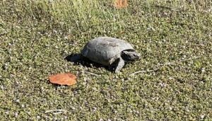 gopher tortoise in Lovers Key State Park