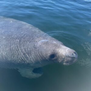 manatee up close in the Homosassa River