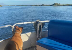Bugsy on a pontoon boat looking at dolphins in the Homosassa River