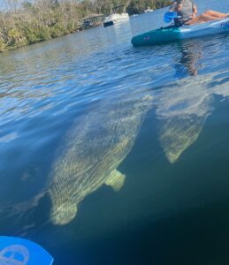 manatees between our kayaks on the Homosassa