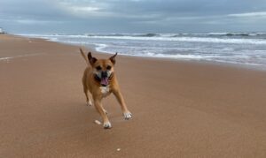 Bugsy running on the beach in Ormond Beach