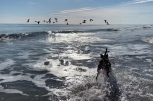 Bugsy chasing sea birds into the surf