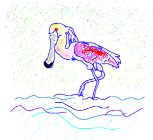 drawing of a roseate spoonbill