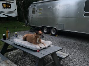 Bugsy hanging out on the picnic table at our campsite in Fayetteville