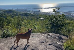 Bugsy on top of Enger Park looking down at Duluth