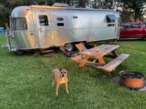 Bugsy and the Airstream at the campsite