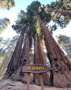 The Senate group of sequoias