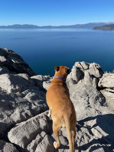 Bugsy looking over Lake Tahoe from Cave Rock