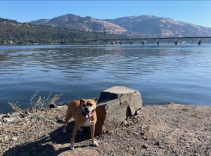 Bugsy in front of the Hood River Bridge