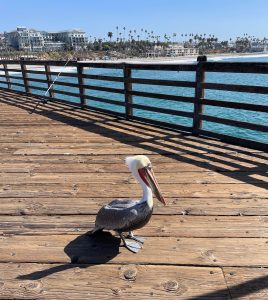 pelican on the Oceanside Pier