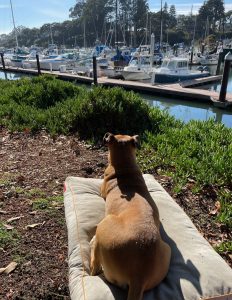 Bugsy watching the harbor