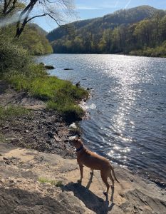 Bugsy on the Greenbrier River